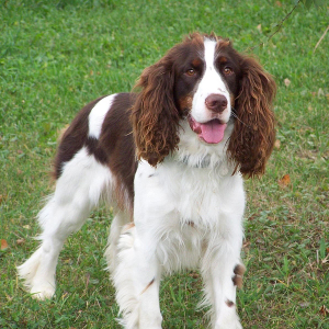 咖啡犬宠物狗小型可爱