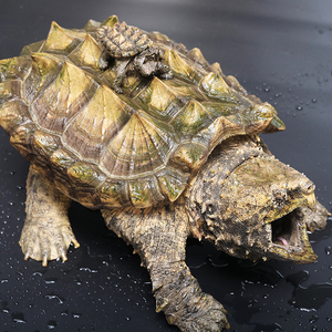 国产原色大鳄幼苗特大鳄龟进口golden gold 金甲大鳄变异大鳄龟