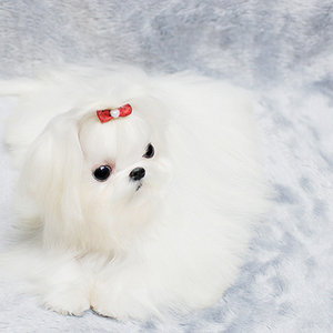 纯种马尔济斯长毛白色幼犬活体真狗活体狗狗家养宠物狗小型犬泰迪