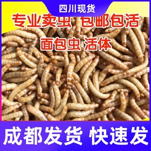 成都面包虫黄粉虫活体画眉鸟仓鼠鸡宠物饲料蜘蛛蜥蜴乌龟金鱼贵阳