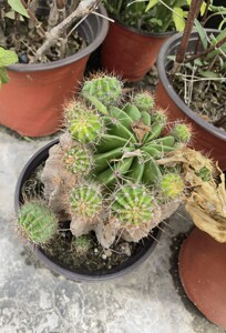 食用仙人球老球多年生白花草球药用天鹅蛋刺龙宝勒果1个大球