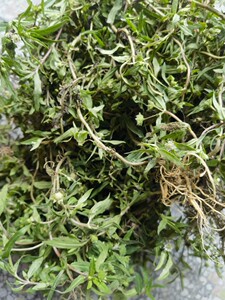 天然新鲜墨旱莲草深山农家现采黑墨草旱墨莲鳢肠草水旱莲500g包邮