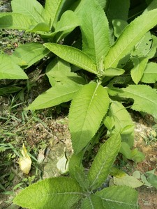 新鲜大风艾 大艾草 艾纳香牛耳艾大枫草小苗3棵