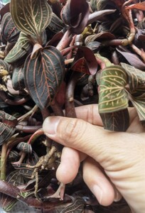 新鲜公石松 石上藕 石面莲 石蚕红西贡 非金线莲500克可种植