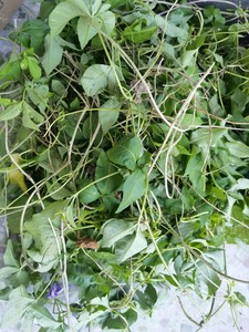 现摘新鲜五爪金龙500g五爪龙牵牛花中草药假薯藤五齿苓五叶藤