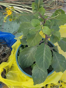 新鲜白子菜 接骨丹 野菜明月草 白背三七百子菜云南白药小苗1棵