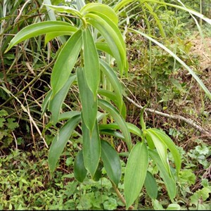 闭鞘姜白石笋罗汉姜广商陆水蕉花樟柳头新鲜现挖50cm左右小苗1棵