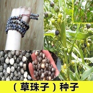 薏仁苗