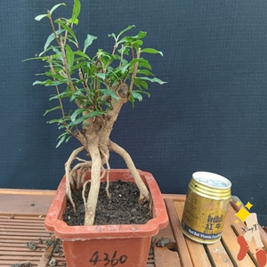 石榴树苗结果盆景提根造型树桩园艺微小老桩园艺花卉植物矮霸盆栽