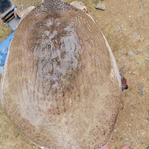 大甲鱼珍珠鳖,美国山瑞,17斤多一只,超级大甲鱼,可养殖可食用