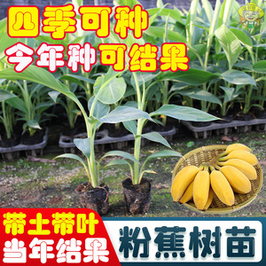 香蕉苗树苗中蕉9号威廉斯B6香蕉广西发货香蕉苗粉蕉苗皇帝蕉苗