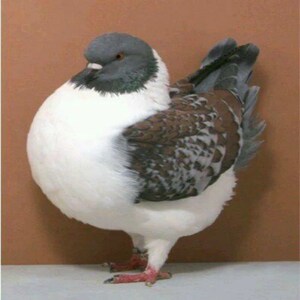 鸽子种蛋受精蛋圆环