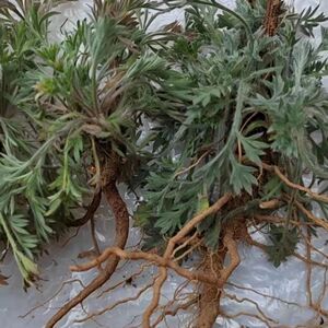 茵陈苗白蒿苗全根盆景栽培包活