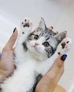美国短毛猫美短标斑虎斑幼猫矮脚美短猫咪美短加白起司猫咪宠物猫