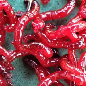 桂鱼包邮鲜活野生