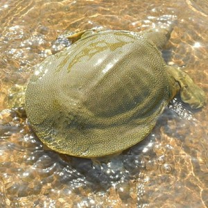 外塘母黄甲鱼中华鱼团鱼脚鱼水鱼王八鲜活活体甲鱼下蛋母鱼包邮