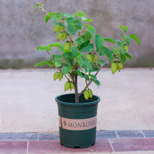 软枣猕猴桃苗庭院四季种植猕猴桃树果苗南方北方盆栽地栽当年结果