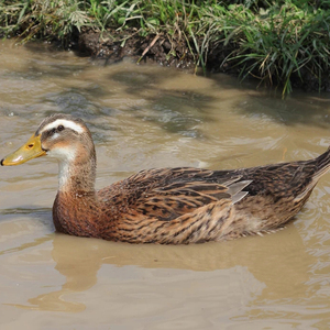 四川开江2年老鸭子正宗农村土鸭新鲜农家散养麻鸭肉现杀水鸭番鸭