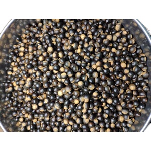 野生小锥栗子坚果米锥栗子野生米锥子米椎子江西广西福建特产