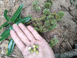 野生小锥栗子坚果米锥栗子野生新鲜米椎锥子小板栗毛栗子米椎子
