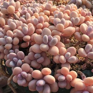 奶酪多肉植物原始奶酪肉肉美人系婴儿手指 食欲奶酪小苗新手好养