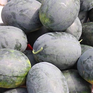 净重9斤起广西黑美人西瓜新鲜当季孕妇水果红瓤薄皮甜瓜整箱包邮