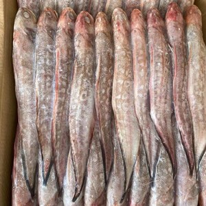 新鲜凤尾鱼黄尾鱼香煎油炸鱼熏鱼速冻无冰海鲜小吃烧烤食材包邮