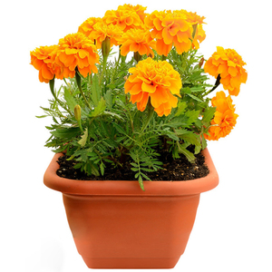 孔雀草花种籽子一年四季开花易活花籽庭院室外室内阳台盆栽花种孑