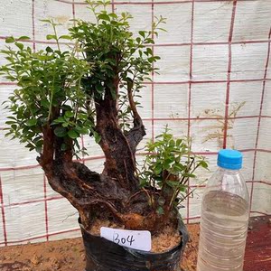 赤楠盆景树桩熟桩红芽小叶赤楠下山老桩三叶好养阳台室内盆栽绿植