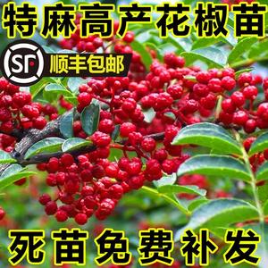 花椒树苗大红袍花椒苗四川食用麻椒苗盆栽地栽无刺高产种当年结果