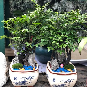 沉香木盆栽室内