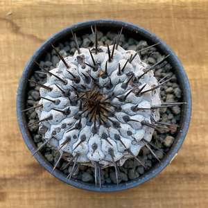 尚野园艺 黑王丸 一物一拍 龙爪球属copiapoa cineurea精品仙人球