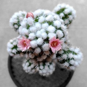 软毛绿植老乐 多肉植物s老乐柱 幻乐柱白毛白宫殿仙人球防辐射花