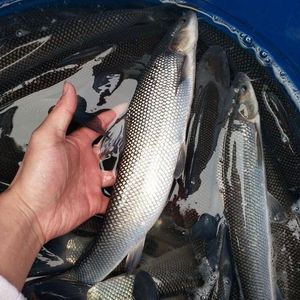 银鳕鱼苗淡水活体养殖食用大头亮鲃头魮锥首魮大型活苗裸盖鱼