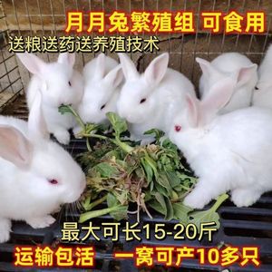 宠物小兔子活物可食用纯种小白兔非公母一对月月肉兔巨型家养兔子