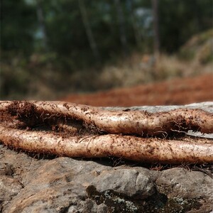 云南高山农家特产半野生有机新鲜山药淮山5斤净重装食疗山药