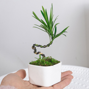 罗汉松迷你桌面盆栽办公桌小植物微型盆景造型室内常青苗老桩花卉