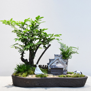 小叶紫檀盆景老桩黑骨茶盆栽绿植客厅室内植物四季常青桌面微景观