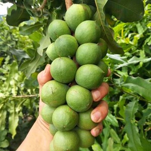 夏威夷果树果苗嫁接