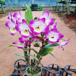 春石斛 小蓝莓 紫梦公主石斛苗 石斛盆栽石斛兰洋兰花 原土果树苗