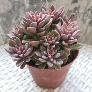 超大紫心多肉老桩植物多头群生办公室桌面防辐射阳台小绿植盆栽