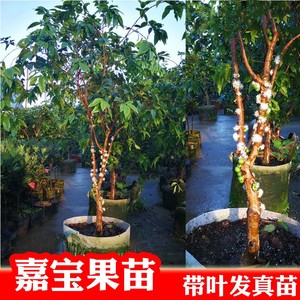嘉果宝树苗加多宝树苗加宝果果树嘉宝果树苗艾斯沙巴加宝果盆景