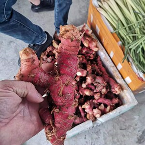 新鲜红皮南姜山姜 高良姜 小山姜生姜 冬阴功汤调味料