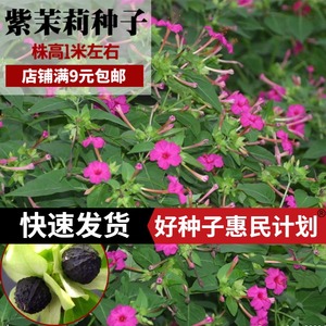 紫茉莉种子四季春秋播花卉种孑阳台盆栽易种植状元胭脂丁香花种籽