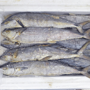 咸鱼干梅香咸鱼500g马鲛鱼自晒腌制霉香臭咸鱼