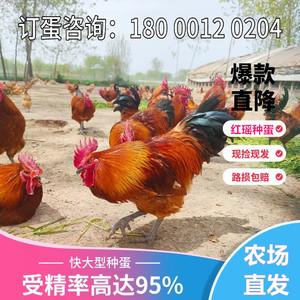 红瑶鸡种蛋受精蛋青脚小鸡苗散养黑瑶麻鸡种蛋可孵化土鸡种蛋孵化