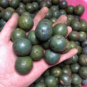 新鲜带皮青皮金刚菩提子手串爆肉双龙原籽四五六瓣通货男女士手链