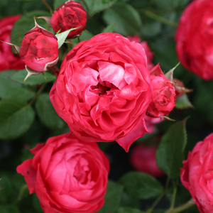 乔治一世国王月季