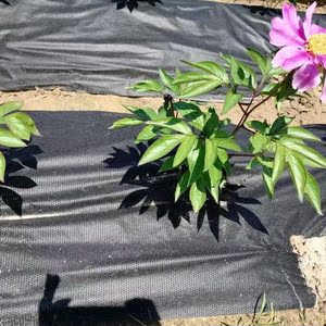 园丰一号蔬菜专用防草布,渗水透气可自动降解,环保新材料