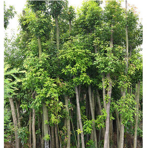 正宗金丝楠木树苗小叶桢楠庭院别墅e阳台盆栽地栽珍贵名贵木材苗